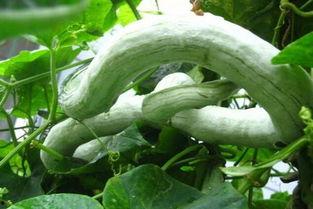 印度蛇瓜如何吃,探索异国风味新选择